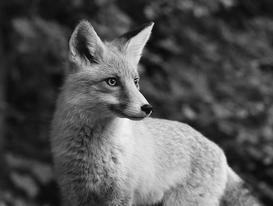 https://www.dalloz-actualite.fr/sites/dalloz-actualite.fr/files/imagecache/page_node_illustration/images/2020/10/fl-fantastic-maitre-renard-nf.jpg